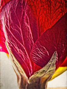 Chinese Lantern Detail 2