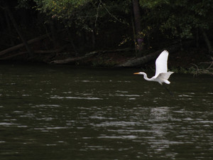 Coming in For a Landing