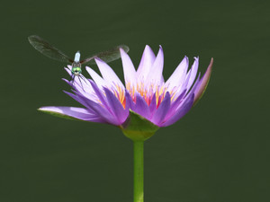 Dragonfly in Flight