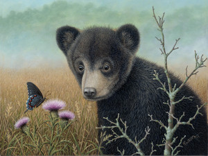 Curious Cub