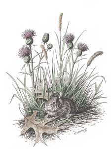 Cottontail Rabbit