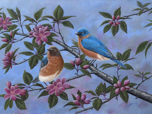Bluebirds