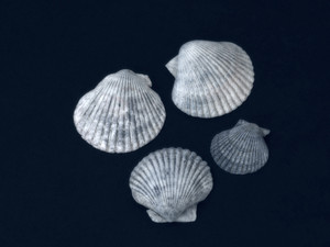 4 Shells #2