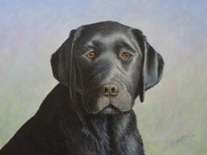 Black Labrador Retriever