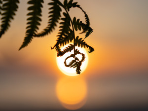 Soft Summer Light