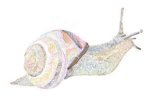 Snail Study