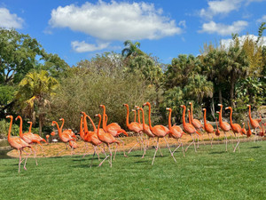 Flamingos​