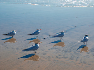 5 Terns on Beach