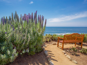 Bench and Pride of Madeira