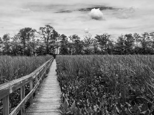 Amidst the Reeds
