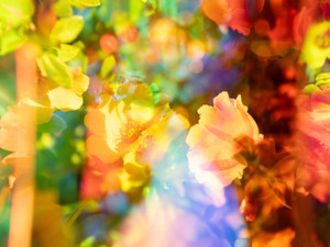 Prismatic Flowers I