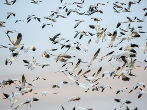 Flight in Unison