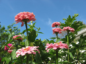 Pink Marigolds