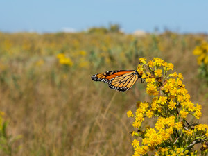 Monarch Perched