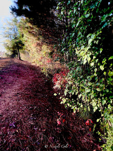 Caney Creek Preserve l