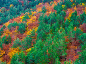 Autumn forest​​​​​