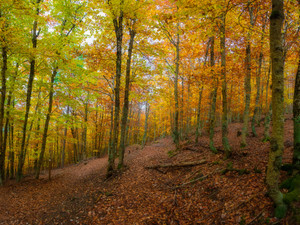 Autumn forest​​​​