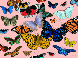 Butterflies 1