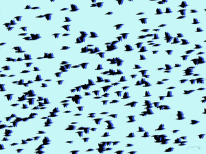 Flight of birds​