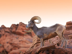 Big Horn Sheep​
