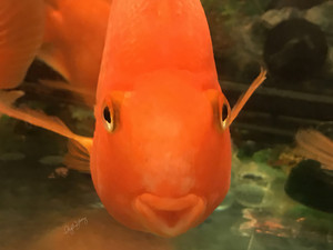 Fish Swimming