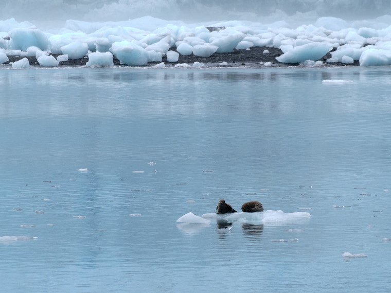 Harbor Seals on an ice floe in Prince William Sound Alaska