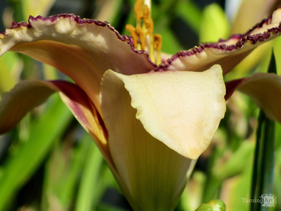 Alexander  Jewish Family Service