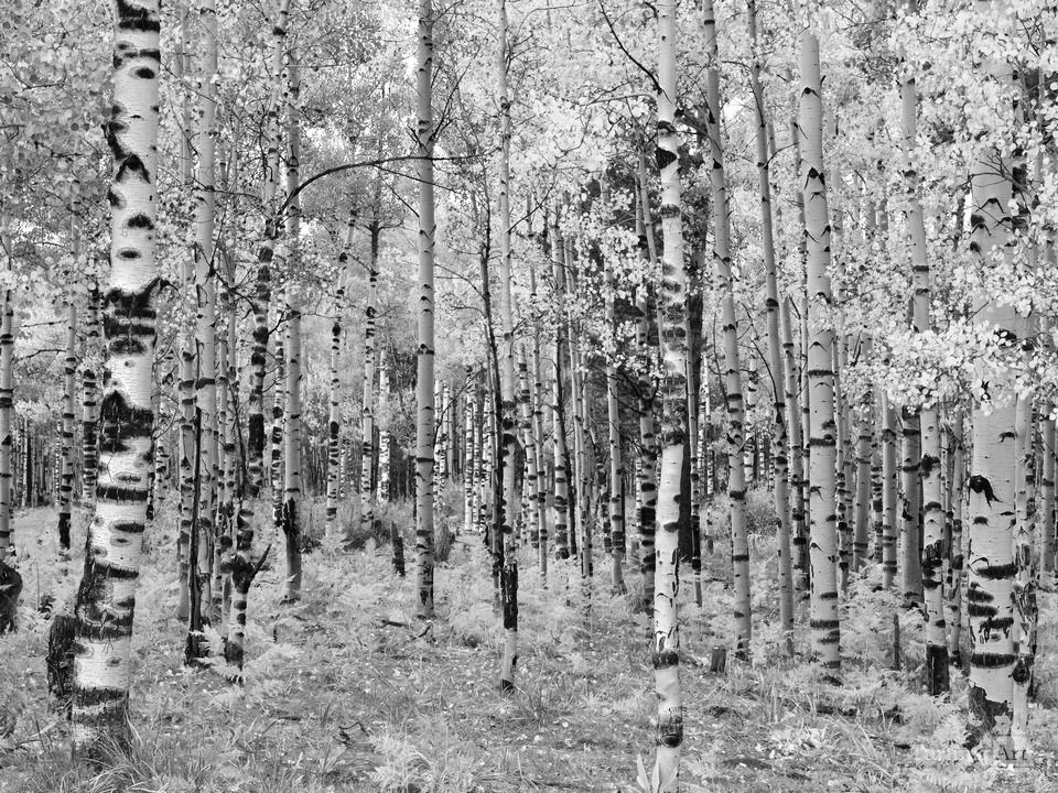 Marcus Reinkensmeyer