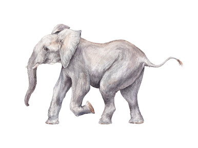 happy elephant drawing