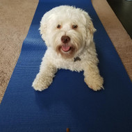 Yoga Mats for Pet Kennels