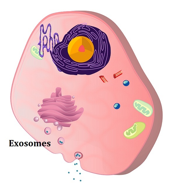 Exosomes