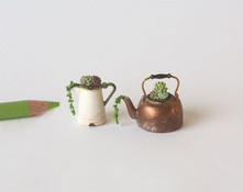 Succulents in a Tea Kettle & Coffee Pot Kit