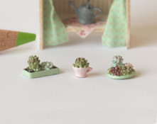 Succulent Trio