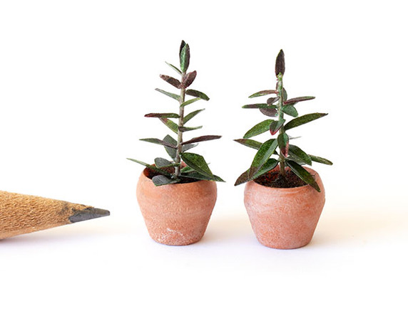 1:48 quarter scale modern flowerpots shown with the rubber plant kit.