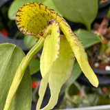 Bulbophyllum arfakianum