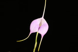 Masdevallia Redwing 'Pink Pearl'