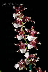 Oncidium Aka Baby 'Raspberry Chocolate', in Spike