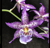 Dgmra. Shibumi 'Purple Rain'