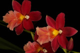 Burrageara Francine 'Roseglow', Blooming size