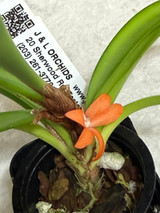 Ceratostylis retisquama (rubra )