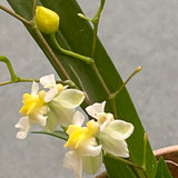 Oncidium 'Gold Dust'- BS, some spiking 
