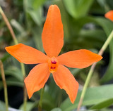 Neocogniauxiana monophylla, some in flower. Very limited
