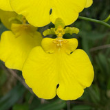 Oncidium  Sweet Sugar 'Lemon Heart' -Delivery or  Pick UP ONLY