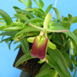 Epidendrum 'Panama Ruby'