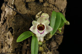 Dendrobium hekouense, mounted