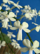 Aerangis citrata, BS Spiking!