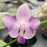 Phalaenopsis Blooming Orchid, Grower's Choice 