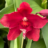 Phaiocalanthe 'Red Dragon' (Kryptonite x vestita) - J&L Orchids