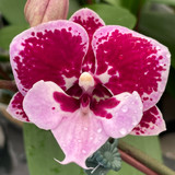 Phalaenopsis Lioulin Hot Lip 'A10459'
