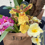 Blooming Orchid, Grower's Choice, smaller